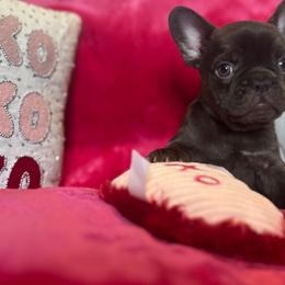 French Bulldog Puppies from Fancy Frenchies