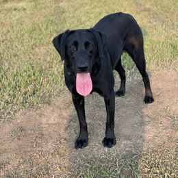 Riot - Labrador Retriever