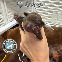 Jasper - Chocolate male Labrador Retriever puppy in Elloree, South Carolina from Moonlight Kennels LLC