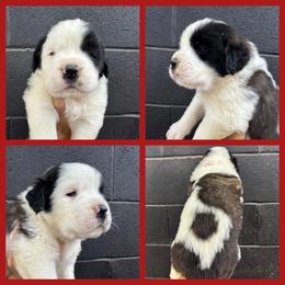 Red - Mahogany and white male Saint Bernard puppy in Ladysmith, Wisconsin from Northwoods Saint Bernards