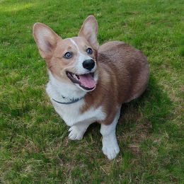 Glory - Pembroke Welsh Corgi