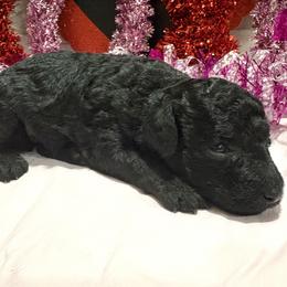 Black female 1 - Black female Poodle puppy in Williston, Florida from JD French Bulldogs, Mini Poodles, and Border Collies