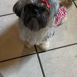 Miniature Schnauzer and Shih Tzu All Grown Up from Beards of Glory