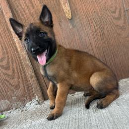 Green - Fawn sable female Belgian Malinois puppy in Ellerbe, North Carolina from Grand Prix Kennel