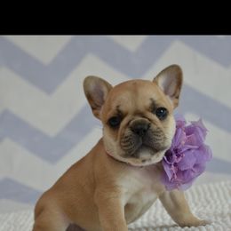 French Bulldog Puppies from Sharp-Noble French Bulldogs