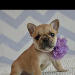 French Bulldog Puppies from Sharp-Noble French Bulldogs