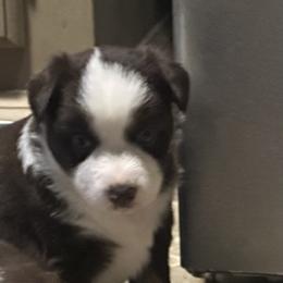 Miniature American Shepherd Puppies from Bond’s MAS