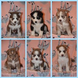 Siberian Husky Puppies from Spalla Pups