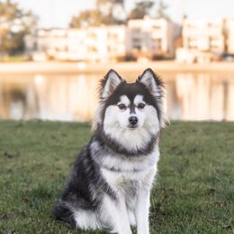 Dahly - Pomsky