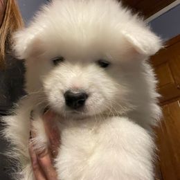 Samoyed Puppies from DreamQuest Samoyeds