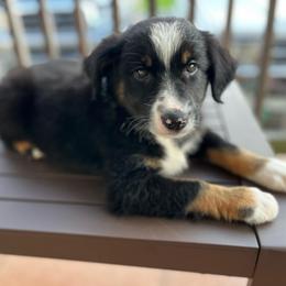 Benji - Black tri male Miniature Australian Shepherd puppy in Alabama from SBA Aussies