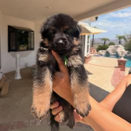 Jade - Black and red female German Shepherd puppy in Anaheim, California from Hanan Hanna