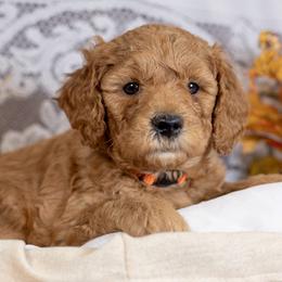 Spruce - Red  male Goldendoodle puppy in Boise, Idaho from Goldendoodle Baby