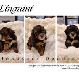 Linguini - Sable female Aussiedoodle puppy in North Royalton, Ohio from Johnson's Doodles