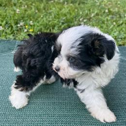 Puff girl - Black and white female Chinese Crested puppy in Rockvale, Tennessee from Cosmic Chinese Cresteds & Wind-Echo Poodles