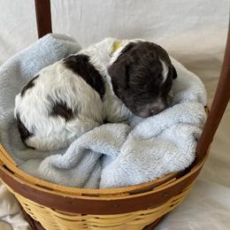 Sunny - Brown male Lagotto Romagnolo puppy in Minster, Ohio from 1880 Lagotto