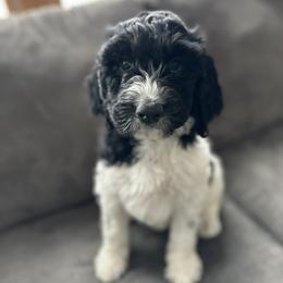 Cash - Black white and tan male Springerdoodle puppy in Cassville, Wisconsin from Storyside Kennels