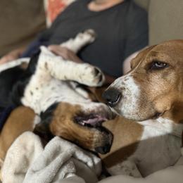 Basset Hound and Collie Puppies from Collegiate Bassets and Rheign Collies