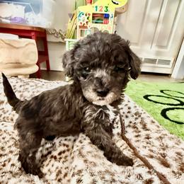Annie - Merle female Goldendoodle puppy in Sheridan, Arkansas from Arkie Doodles