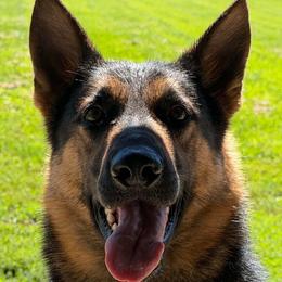 Mega - German Shepherd