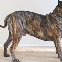 ODIN - Perro de Presa Canario