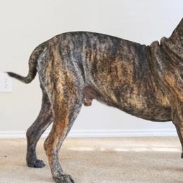 ODIN - Perro de Presa Canario