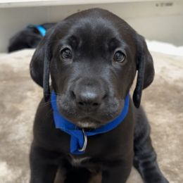 Labrador Retrievers from Andrew’s Labs