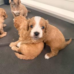 Dune - Parti male Goldendoodle puppy in Port Saint Lucie, Florida from Coastal Crown Doodles