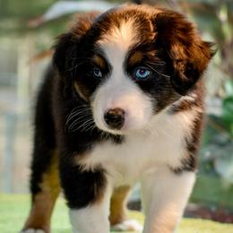 Rudy - Black tri-color male Australian Shepherd puppy in Decatur, Texas from Wyldrose Australian Shepherds
