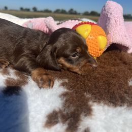 Hiltrud - Chocolate and tan female Dachshund puppy in Carthage, Missouri from Hounds by Mishelle