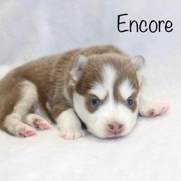 Encore - Lavender female Pomsky puppy in Denham Springs, Louisiana from Bayouland Pomskies