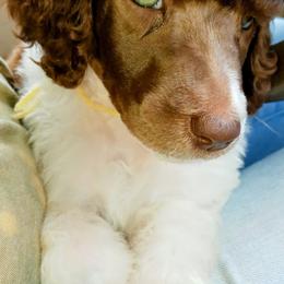 Poodle Puppies from Reeves Family Standard Poodles