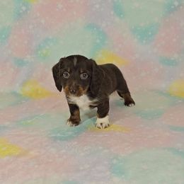 Dachshund Puppies from Newbern's Nuggets