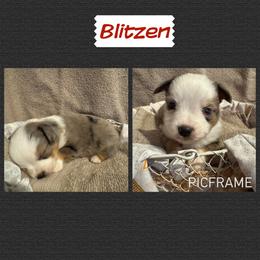 Blitzen - Blue tri male Toy Australian Shepherd puppy in Menan, Idaho from Teton Toy Aussies