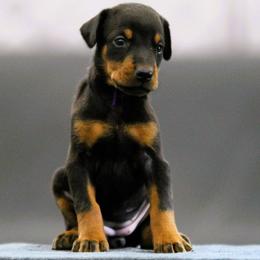 Qybra - 5350 - Black and rust female Doberman Pinscher puppy in Rockwall, Texas from Elitehaus