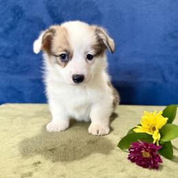 Sylvia - White and red female Pembroke Welsh Corgi puppy in Saint Ignatius, Montana from Rustic Barn Kennels