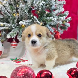 Red Rock - Sable male Pembroke Welsh Corgi puppy in Charleston, Arkansas from Hilltop Corgis