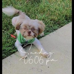 Shih Tzu All Grown Up from Karla’s Shih Tzus