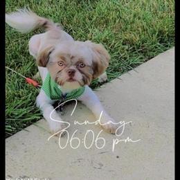Shih Tzu All Grown Up from Karla’s Shih Tzus