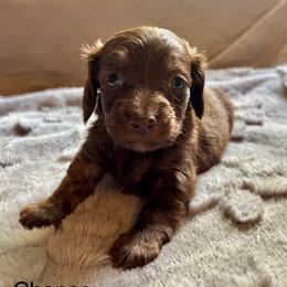 Chance - Chocolate and tan male Dachshund puppy in Aiken, South Carolina from State Eight Dachshunds