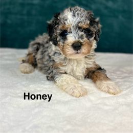 Honey - Blue merle female Bernedoodle puppy in Sugarcreek, Ohio from Cuddly Companion Doodles
