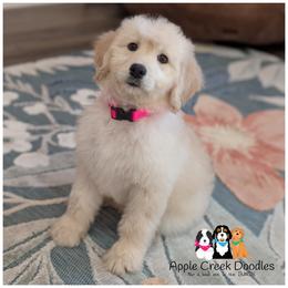 VANNA - F1 English Goldendoodle - OFA-Genetics-Microchip-2 year warranty. - Cream female Goldendoodle puppy in Jeddo, Michigan from Apple Creek Doodles