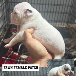 Patches - White female Boxer puppy in Newark, Ohio from S & B Boxers