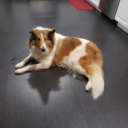 Old Time Scotch Collies from Lacey's Lassies