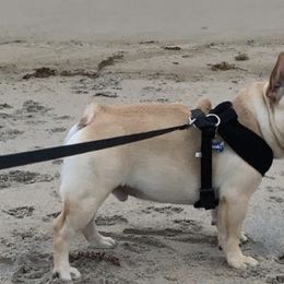 French Bulldogs from A&E Frenchies