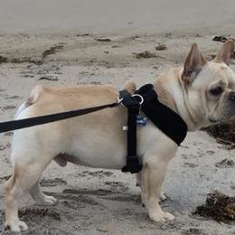 French Bulldogs from A&E Frenchies
