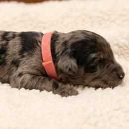 Pink girl - Merle female Goldendoodle puppy in Meridian, Idaho from Lucy's Golden Doodles
