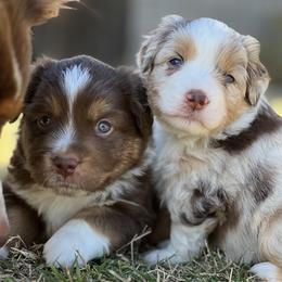 Miniature American Shepherd Puppies from Outlaw Minis