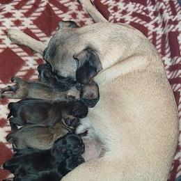 Pug puppies from Kratos Legacy