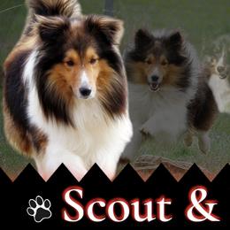 Shetland Sheepdog puppies from Mountain High Kennels